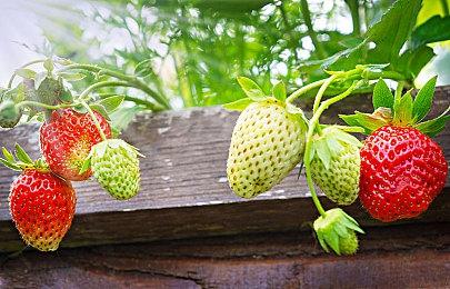 PS5《热血少女》18日上市 PS4用户可免费升级